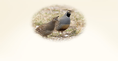 Male and Female quail walking together